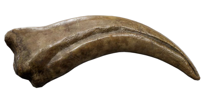 Spinosaurus Claw Fossil